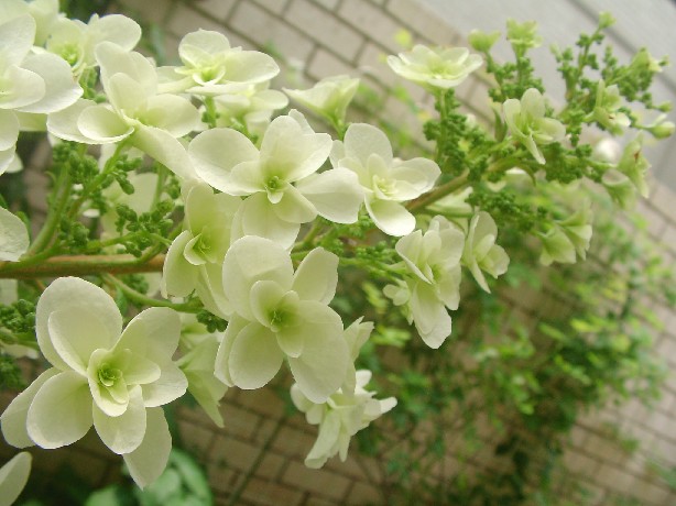 f0002833_1746585.jpg