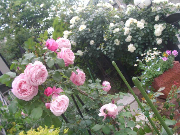 f0002833_17485984.jpg