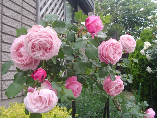f0002833_1749209.jpg