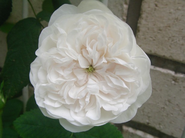 f0002833_1750030.jpg