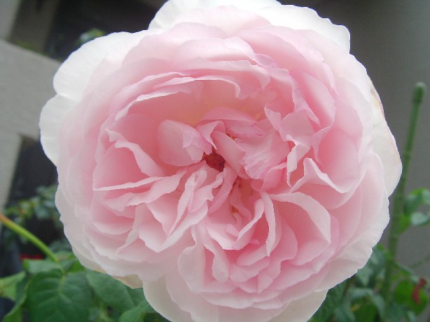 f0002833_17501612.jpg