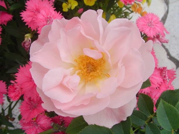 f0002833_17511040.jpg