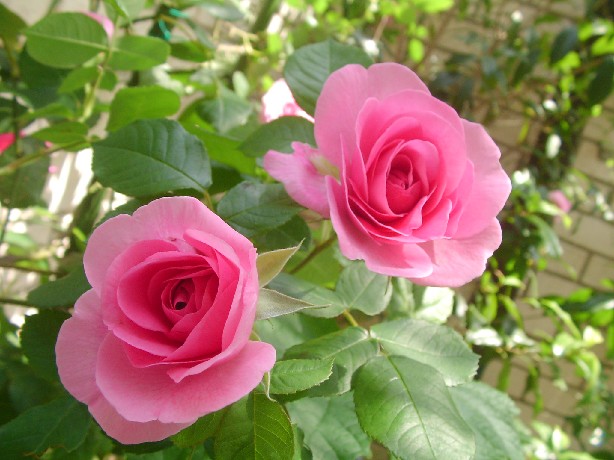 f0002833_182134100.jpg