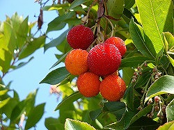 c0185058_7394610.jpg