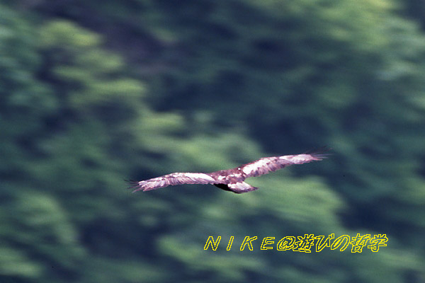 e0000968_0162825.jpg