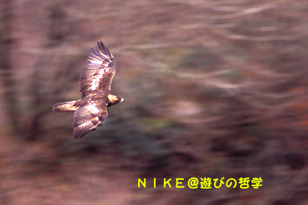 e0000968_0192972.jpg