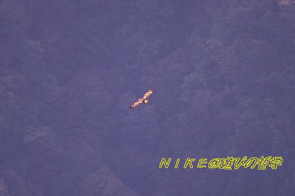 e0000968_0195187.jpg