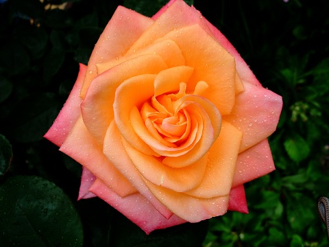 e0045768_2264815.jpg