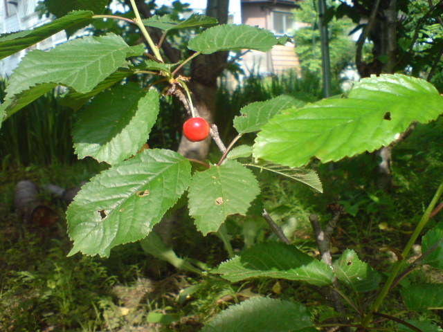 d0182179_1615478.jpg