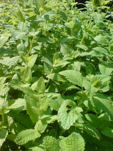 d0182179_17262874.jpg