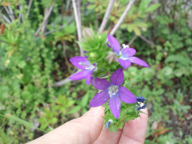 f0077595_5472314.jpg