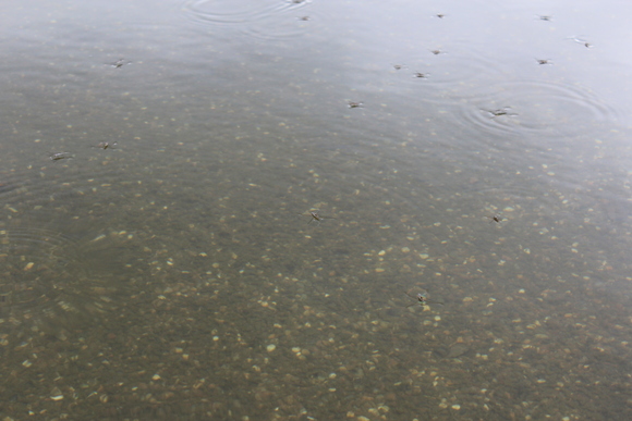 b0197418_14293433.jpg