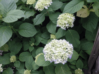 c0136736_1928272.gif