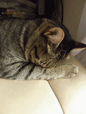 c0136736_21231695.gif