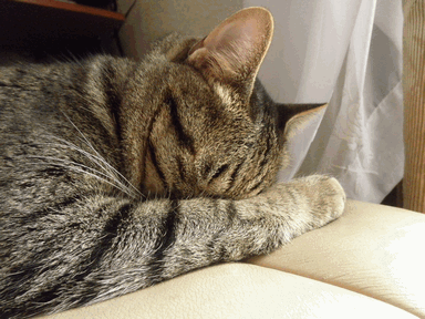 c0136736_21233996.gif