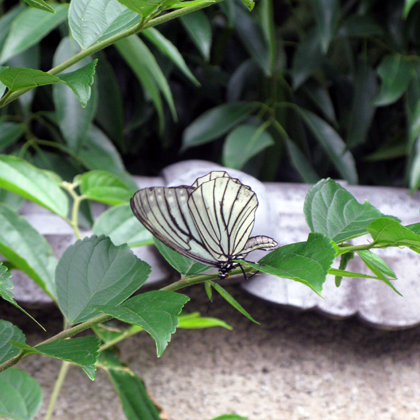 a0117440_1925282.jpg