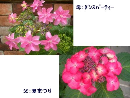 c0025140_2034431.jpg