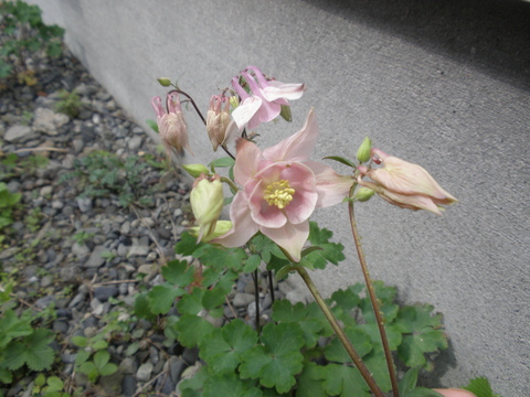 d0059240_2359526.jpg
