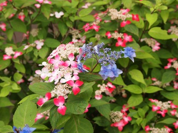 e0149340_2014337.jpg