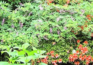 d0031853_6184148.jpg
