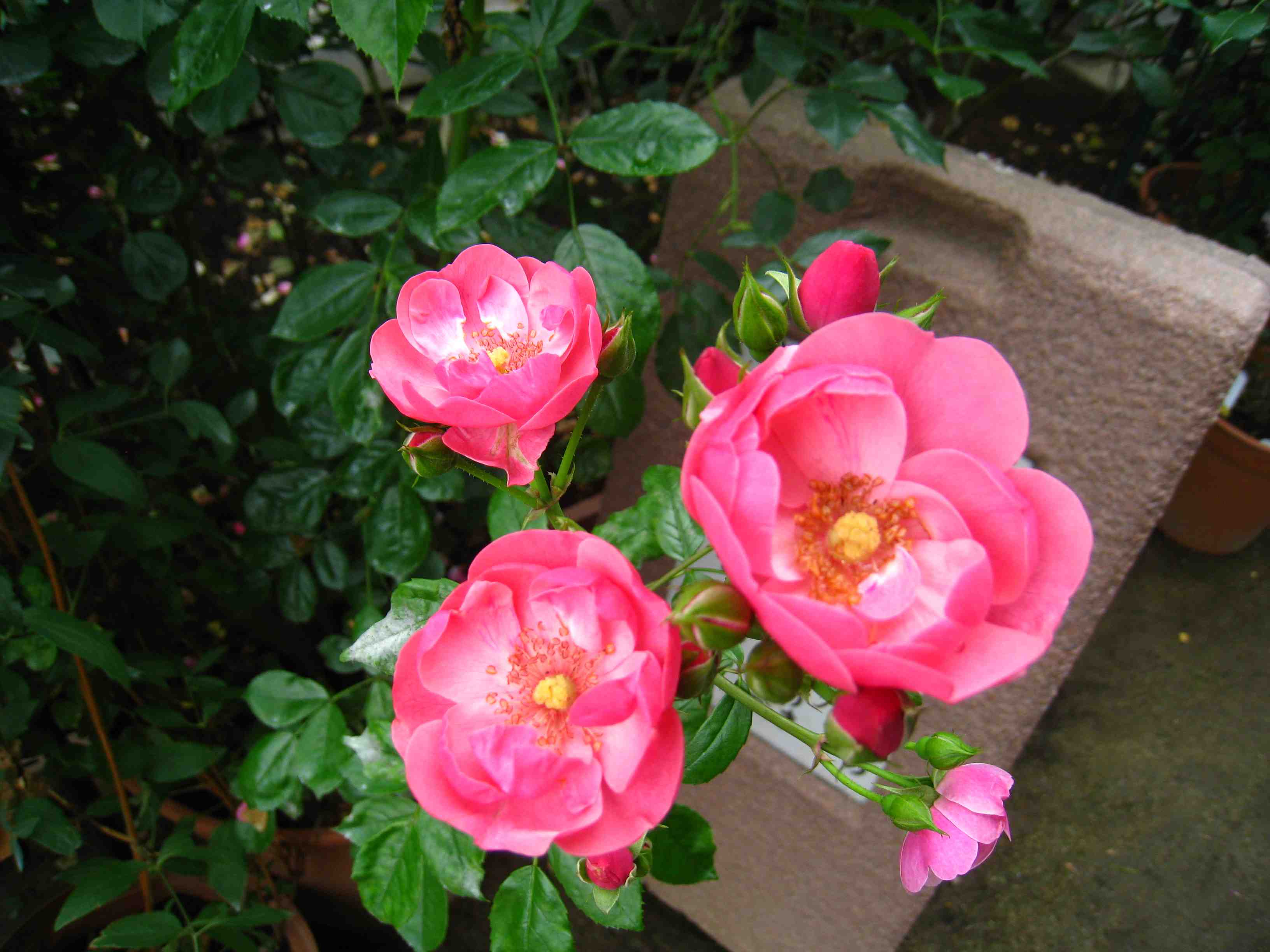 f0233356_16523883.jpg