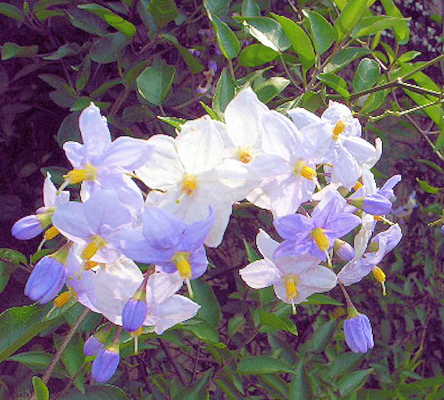 c0050857_239798.jpg
