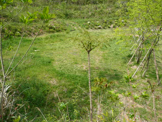 a0154870_1433155.jpg