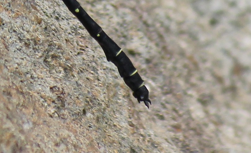 b0088772_1552477.jpg