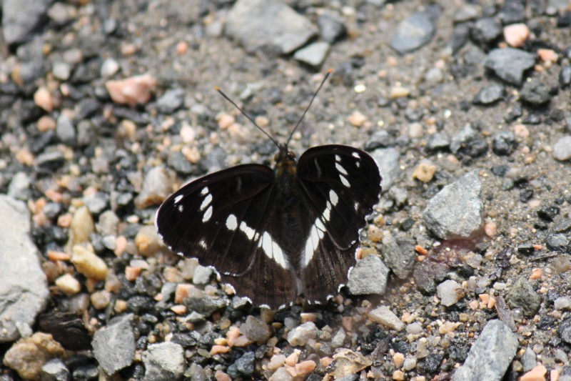 b0088772_15525910.jpg