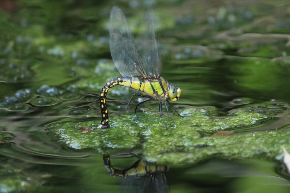 b0088772_1554286.jpg