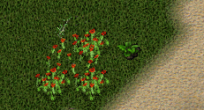 b0190672_1365726.gif