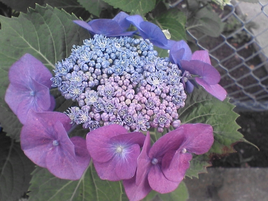 c0069380_1752939.jpg