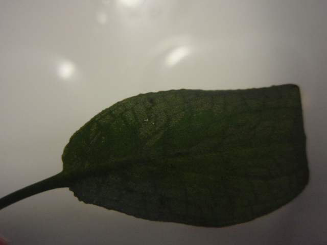 a0194582_11341415.jpg