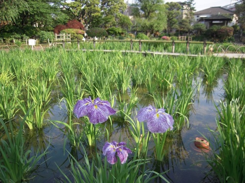 a0060003_8254256.jpg