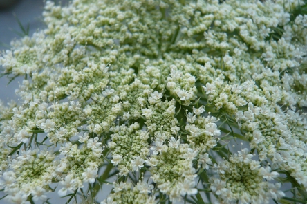 f0221708_1728365.jpg
