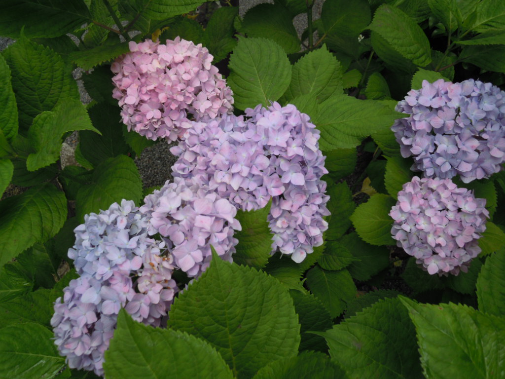 e0081334_2354281.jpg