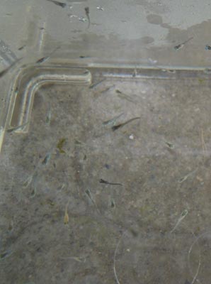 e0097534_16261467.jpg