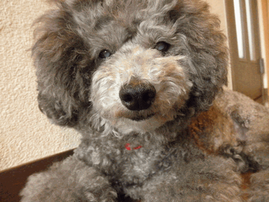 c0136736_18271738.gif