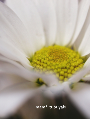 e0081339_13132013.jpg