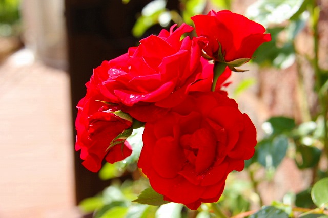 c0153740_17585275.jpg