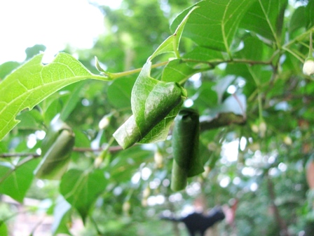 c0204740_20101181.jpg
