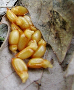c0204740_2014824.jpg