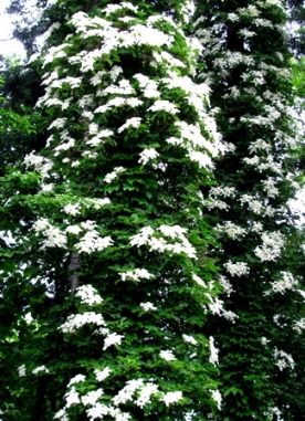c0204740_2061816.jpg