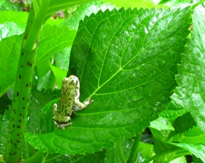 c0204740_2074482.jpg