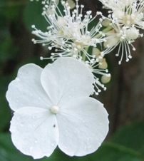 c0204740_2081516.jpg