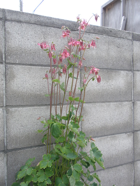 d0059240_001995.jpg