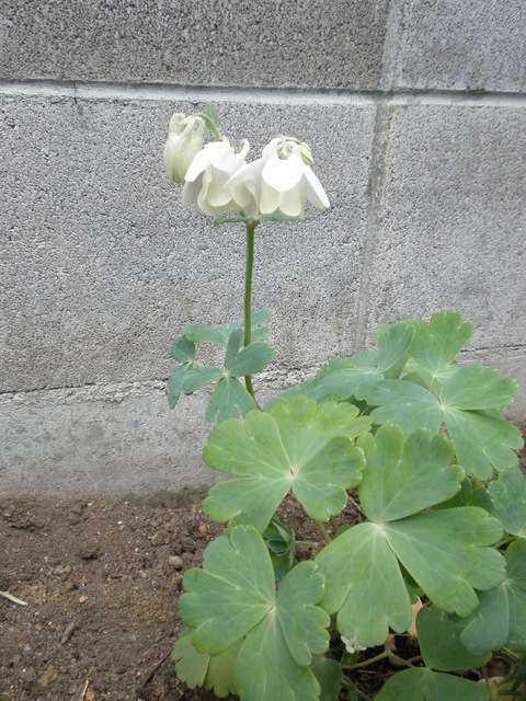 d0059240_012742.jpg