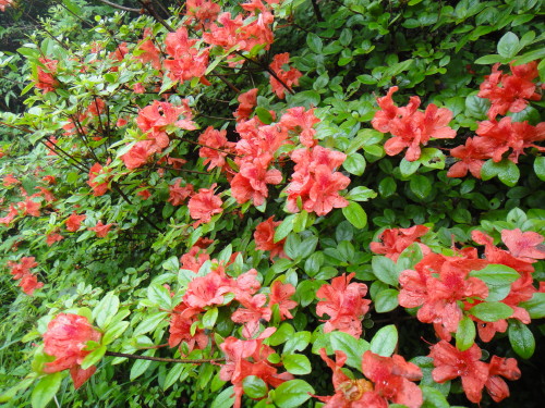 c0179351_18563263.jpg