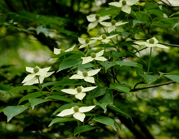 d0091754_23441124.jpg