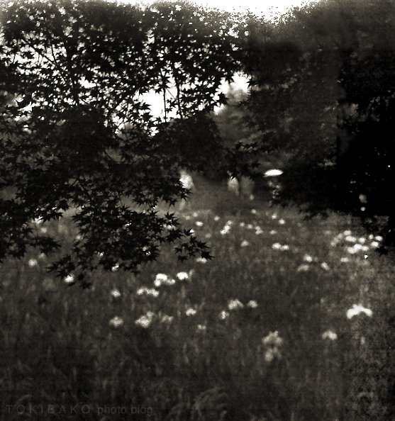 d0100156_2159162.jpg